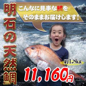 明石の天然鯛1.８kg　瀬戸内海産を活き〆にしてお届け...