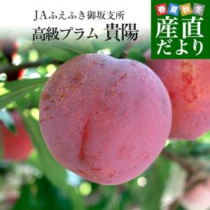 山梨県より産地直送 JAふえふき御坂支所 貴陽 約1.8キロ