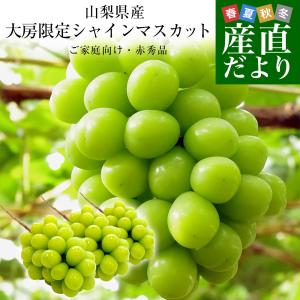 山梨県産 大房シャインマスカット ご家庭向け・赤秀品 1.6キロから1.8キロ前後（3房）送料無料 ぶどう ブドウ ぶどう ※クール便爆買