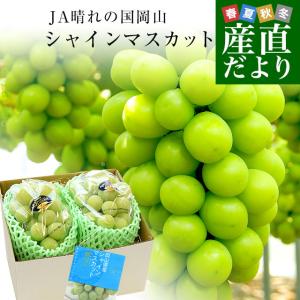 岡山県産 JA晴れの国岡山 シャインマスカット 晴王 青秀 約1.2キロ(600g×2房) 葡萄 ぶどう ブドウ 送料無料  クール便｜sanchokudayori