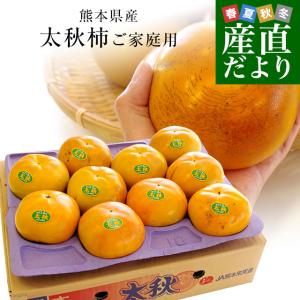 熊本県より産地直送 JAあしきた 太秋柿 3.5キロ(8玉から14玉)