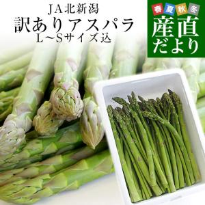 新潟県より産地直送 JA北越後 新発田の訳ありグリーンアスパラ