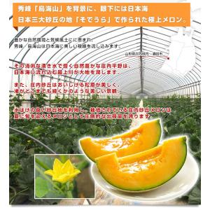 山形県より産地直送 JAそでうら 庄内砂丘の赤...の詳細画像4