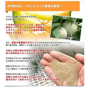 山形県より産地直送 JAそでうら 庄内砂丘の赤...の詳細画像5