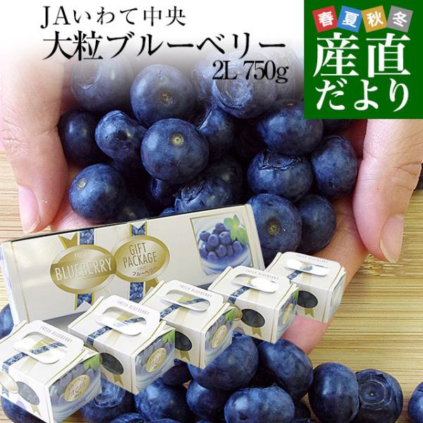 岩手県より産地直送 JAいわて中央 ブルーベリー 大粒 2Lサイズ750g（150g×5P） 送料無...