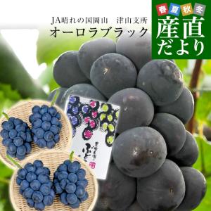 長野県産 JAながの 加工用「杏（あんず）」（品種：信州大実・平和