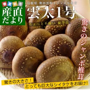 島根県より産地直送　奥出雲椎茸　オリジナル椎茸　雲太1号　優等1キロ