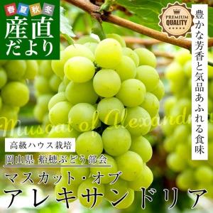 岡山県産 JA晴れの国岡山 船穂ぶどう部会 マスカット・オブ・アレキサンドリア 赤秀 大房 1房化粧箱（750g）クール便　 葡萄 ぶどう　市場発送｜sanchokudayori