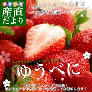 熊本県より産地直送 熊本県JAたまな 新品種のいちご 「ゆうべに」 秀品 2Lから３Lサイズ 540g（270g×２P）  送料無料 苺 イチゴ 玉名市 ※クール便