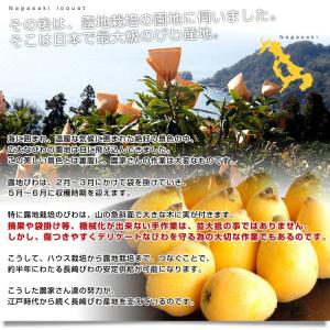 【遅れてごめんね 母の日ギフト】 長崎県より産...の詳細画像5
