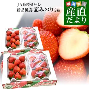 長崎県より産地直送 JA長崎せいひ 期待の新品種いちご「恋みのり」 2箱セット　約1000g（500g×2箱）（合計36粒から60粒入） 送料無料 こいみのり｜sanchokudayori