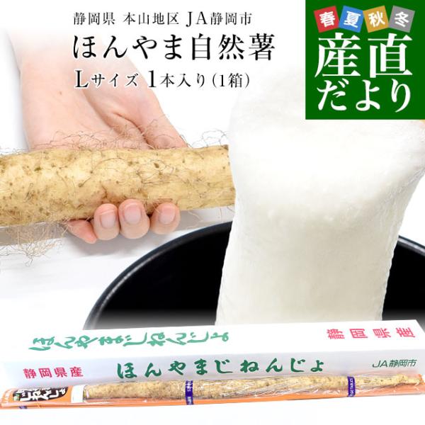 静岡県産 JA静岡市 本山自然薯 ほんやまじねんじょ 1本物 Lサイズ 1本入り 送料無料 山芋 や...