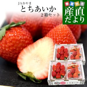 栃木県より産地直送 JAおやま 大粒 とちあいか ２箱セット 1キロ以上 (約540g×2箱) (合計20粒から28粒入り) 送料無料 いちご イチゴ 苺 クール便｜sanchokudayori