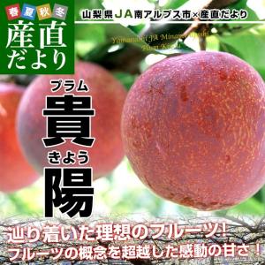 山梨県産　JA南アルプス市 プラム 貴陽 約1.5キロ (7玉から9玉)