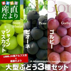 送料無料　山梨県より産地直送　JA南アルプス市　大型ぶどう3種セット（ピオーネ、シャインマスカット、ゴルビー）　合計1.5キロ