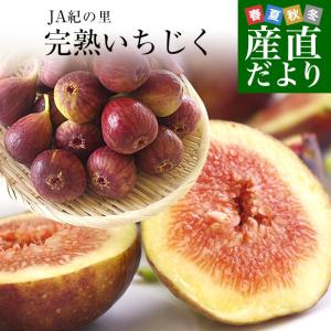 和歌山県より産地直送 JA紀の里 完熟いちじく LからSサイズ 300g(4玉から6玉)×4パック 合計1.2キロ 送料無料 無花果 イチジク ※クール便