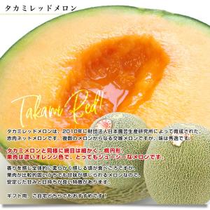 千葉県産 JAちばみどり飯岡メロン部会 タカミ...の詳細画像5