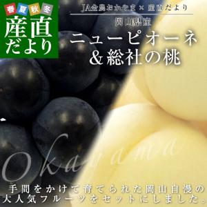 岡山県産 ニューピオーネ(約600g×1房)＆総社の桃(約300g×2玉)＋選べるぬいぐるみのおまけ付き(1体) フルーツ詰め合わせ 送料無料 クール便｜sanchokudayori