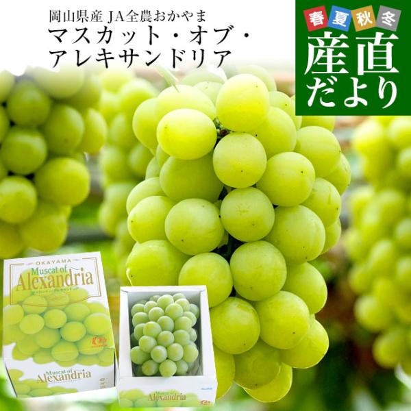 【お中元・夏ギフト】岡山県産 マスカット・オブ・アレキサンドリア 赤秀 大房 1房化粧箱（750g）...