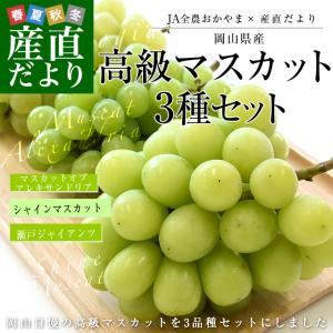 JA全農おかやま協賛 岡山県産 高級マスカット3種セット（シャインマスカット＆アレキサンドリア＆瀬戸ジャイアンツ 合計3房）(500gから600g×3房）送料無料