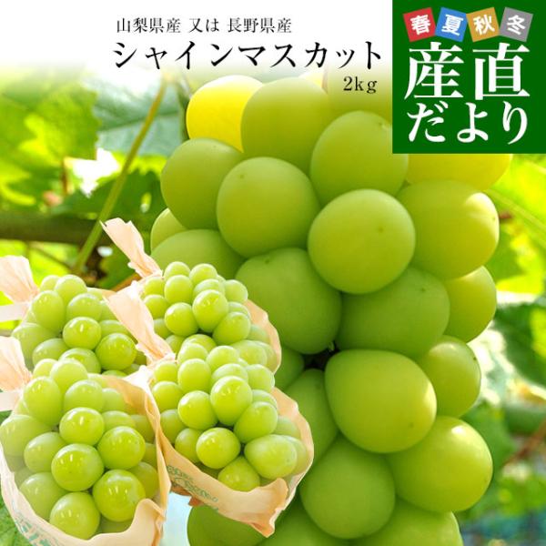 山梨県 又は 長野県産 シャインマスカット　約2キロ（4房）送料無料 ぶどう ブドウ 種なしぶどう ...