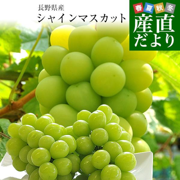 【お歳暮 ギフト】長野県産 シャインマスカット（完熟貯蔵品）約1キロ（2房）送料無料 ぶどう ブドウ...