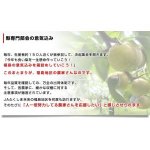 福島県より産地直送 JAふくしま未来の梨 (あ...の詳細画像5