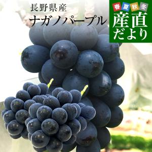 長野県産 ナガノパープル（貯蔵品） 約1キロ（2房入り）黒ぶどう 葡萄 ブドウ ぶどう 送料無料 クール便