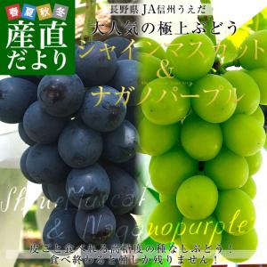 長野県より産地直送 JA信州うえだ ナガノパープルとシャインマスカット 各1房入 化粧箱 1キロ(約500g×2房) ぶどう 葡萄 送料無料　※クール便