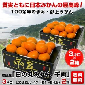 愛媛西宇和　日の丸みかん 千両 3キロL又は2Lサイズ（21から24玉）2箱