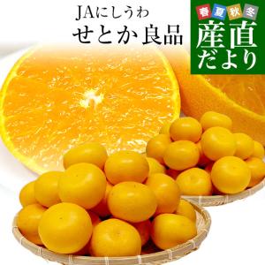 愛媛県より産地直送 JAにしうわ せとか 良品 ２LからMサイズ 5キロ (20玉から30玉) 送料無料　セトカ 西宇和