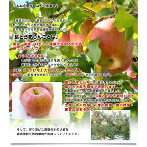 青森県から産地直送 JAつがる弘前 葉とらず太...の詳細画像3