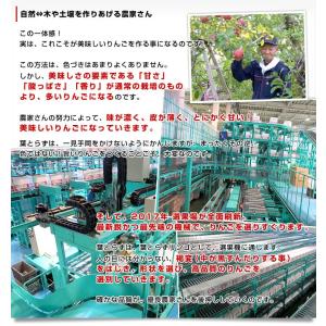 青森県から産地直送 JAつがる弘前 葉とらず太...の詳細画像4