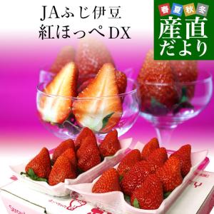 静岡県より産地直送JAふじ伊豆 紅ほっぺ DX 約520g (260g×2P) 送料無料 いちご イチゴ 苺 爆買