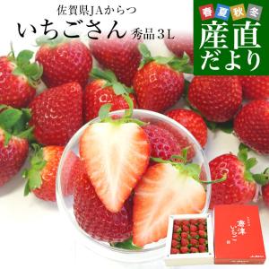 送料無料 佐賀県より産地直送 JAからつ 新品種いちご いちごさん 秀品 ３Lサイズ 500g化粧箱 20粒から24粒 イチゴサン 唐津 うまかもん｜sanchokudayori