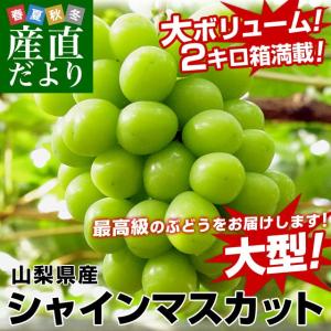 山梨県産　シャインマスカット　約2キロ（3から4房）（JAふえふき、JAこま野等）市場発送  葡萄　ぶどう
