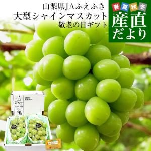 【敬老の日ギフト】山梨県産 JAふえふき 大型シャインマスカット 合計約1.2キロ（2房）送料無料 種なしぶどう ギフト 贈り物 メッセージカード付き クール便発送