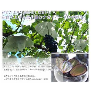 長野県産 ナガノパープル 秀品 約1.5キロ(...の詳細画像5