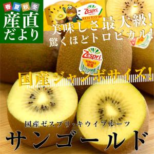 国産 ゼスプリ・キウイフルーツ サンゴールドキウイ ジャンボ 15玉入り化粧箱 (3キロ前後) 送料無料 市場発送