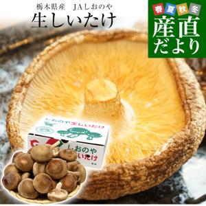 栃木県産 JAしおのや 生しいたけ 約1キロバラ詰め（25本から30本前後）