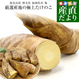 厳選産地の極上たけのこ 約2キロ（6本から12本）鹿児島県