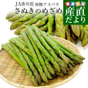 香川県より産地直送 JA香川県 初物アスパラ さぬきのめざめ