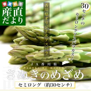 香川県より産地直送 JA香川県アスパラ さぬきのめざめ セミロング（約30センチ）Lサイズ　1キロ入り 送料無料 丸亀市他 30センチアスパラガス