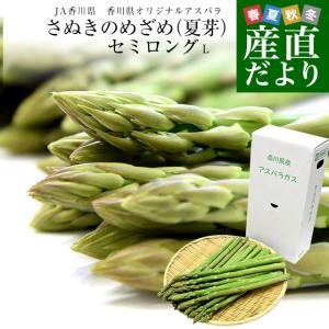 香川県より産地直送 JA香川県アスパラ さぬきのめざめ 夏芽 セミロング（約30センチ）Lサイズ　1キロ入り 送料無料 丸亀市他 30センチアスパラガス
