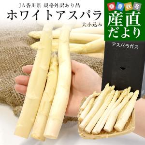 香川県より産地直送 JA香川県 規格外訳あり品 ホワイトアスパラ 大小込み 約700g (16から32本前後) 送料無料 アスパラガス爆買