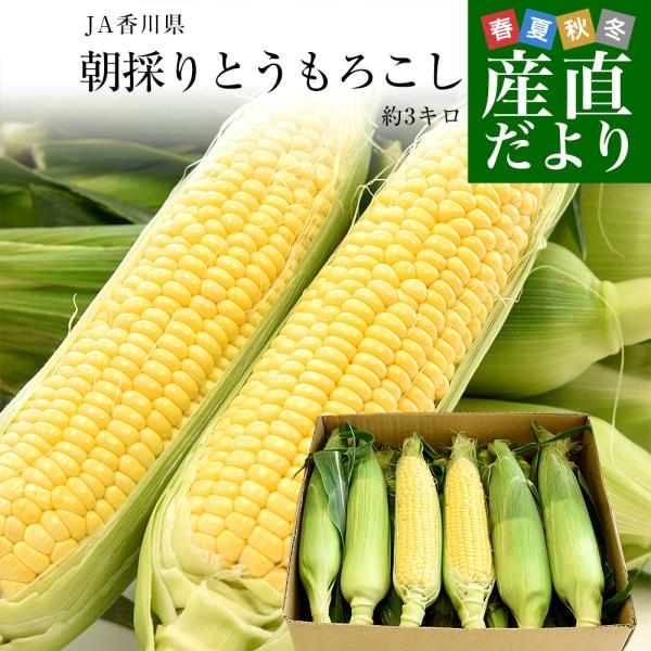 香川県より産地直送 JA香川県 朝採りとうもろこし 2LからLサイズ 約3キロ（6本から10本入）と...