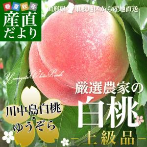 山形県 東根地区から産地直送「厳選農家の白桃」(川中島・ゆう...