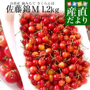 山形県より産地直送 さくらんぼ佐藤錦 Ｍサイズ　たっぷり1.2キロ (約300g×4P入) 送料無料 クール便　サクランボ　桜桃｜sanchokudayori