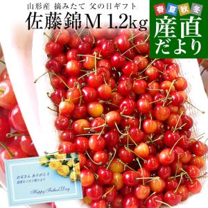 父の日ギフト 山形県より産地直送 さくらんぼ佐藤錦  Ｍサイズ　たっぷり1.2キロ (約300g×4P入) 送料無料 父の日プレゼント　クール便　サクランボ｜sanchokudayori