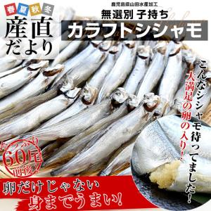 鹿児島県山田水産より　鹿児島県加工　サイズ無選別　子持ちカラフトシシャモ（アイスランド産）1キロ（60尾前後）※クール冷凍便　